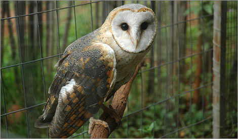 The Feathered Nest Bird Sanctuary Centre